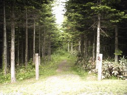 散策路